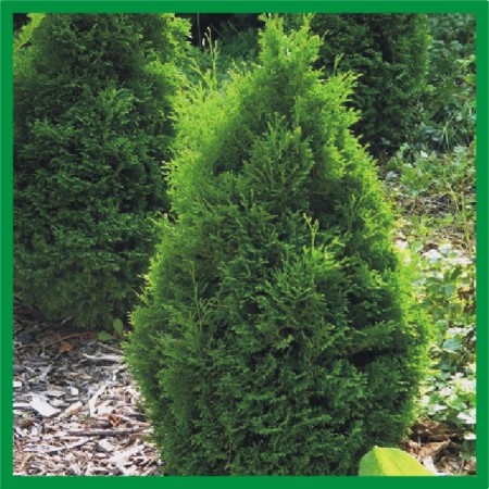 Thuja occidentalis "Holmstrup" - tuja západná